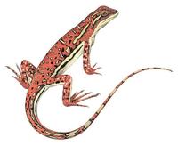 Image of: Ctenophorus isolepis