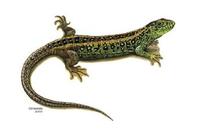 Image of: Lacerta agilis