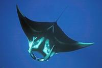 Image of: Manta birostris (Atlantic manta)