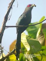 Black-bellied Malkoha - Phaenicophaeus diardi