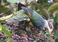 Red-eared Fruit Dove - Ptilinopus fischeri