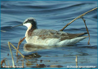 Wilson's Phalarope - Steganopus tricolor