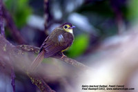 Hairy-backed Bulbul - Tricholestes criniger