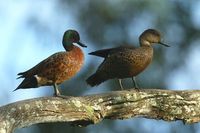 Chestnut Teal