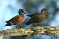 Chestnut Teal