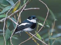 Ward's Shrike-Flycatcher (Pseudobias wardi) photo