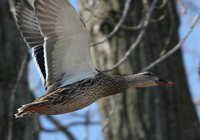 Mallard - Anas platyrhynchos