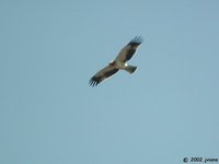 Booted Eagle - Aquila pennatus