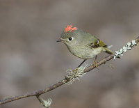 Ruby-crowned Kinglet (Regulus calendula) photo