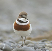 Double-banded Plover (Charadrius bicinctus) photo