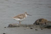 Terek Sandpiper - Xenus cinereus