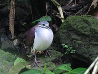 Sapphire Quail-Dove - Geotrygon saphirina