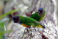 Geelvink Pygmy-Parrot - Micropsitta geelvinkiana