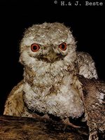 Papuan Frogmouth - Podargus papuensis