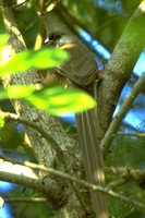 Speckled Mousebird - Colius striatus