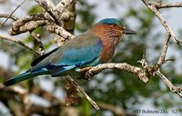 Indian Roller - Coracias benghalensis