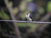 Striated Swallow - Cecropis striolata