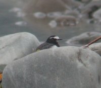 Japanese Wagtail - Motacilla grandis