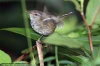 Sunda Bush-Warbler - Cettia vulcania