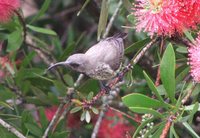 Amethyst Sunbird - Chalcomitra amethystina