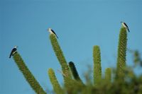 Sickle-billed Vanga - Falculea palliata