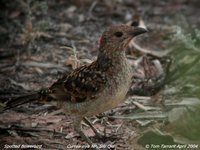 Spotted Bowerbird - Chlamydera maculata