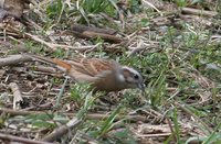 Meadow Bunting - Emberiza cioides