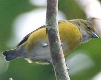 * White Vented Euphonia