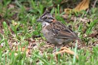 Rufous-collared  sparrow   -   Zonotrichia  capensis   -