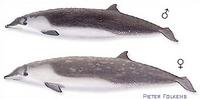 Perrin's Beaked Whale - Mesoplodon perrini