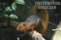 ...Red bellied coast squirrel ( Paraxerus palliatus ) , Shimba Hills National Park , Kenya stock ph