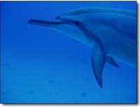 Hawaiian Spinner Dolphin