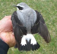 Wheatear