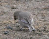 Desert Finch, 8 April 2007 Khovd. Photos © A. Braunlich