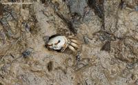 crab