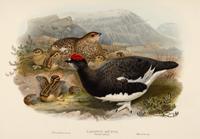 Wolf and Richter after Gould Ptarmigan: Summer plumage (Lagopus mutus)