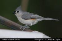 Tufted Titmouse - Ohio