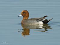 Eurasian Wigeon (male)