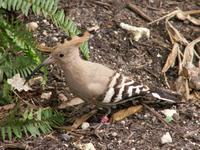 Eurasian Hoopoe