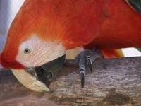 Scarlet Macaw