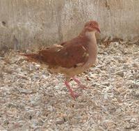 Male Ruddy Quail Dove Geotrygon montana