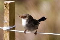 Wren Female (Superb Fairy-Wren (Malurus cyaneus))