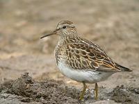 Bécasseau            tacheté juv. (Calidris melanotos)