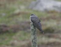 Cuckoo (Cuculus canorus)