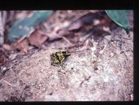 : Dendrobates leucomelas; Yellow-headed Poison Frog