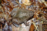 : Hypopachus variolosus; Sheep Frog