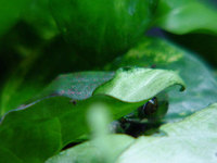 : Leptopelis vermiculatus; Big-Eyed Treefrog