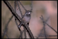 : Campylorhynchus brunneicapillus; Cactus Wren