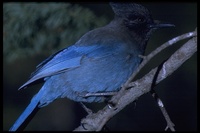 : Cyanocitta stelleri; Steller's Jay