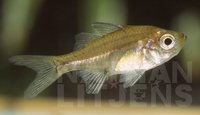 : Ambassis agassizii; Olive Chanda Perch